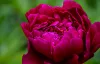 Bíborlila virágú bazsarózsa - Paeonia lactiflora "Purple"