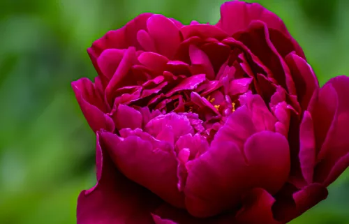 Bíborlila virágú bazsarózsa - Paeonia lactiflora "Purple"