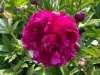 Bíborlila virágú bazsarózsa - Paeonia lactiflora "Purple"