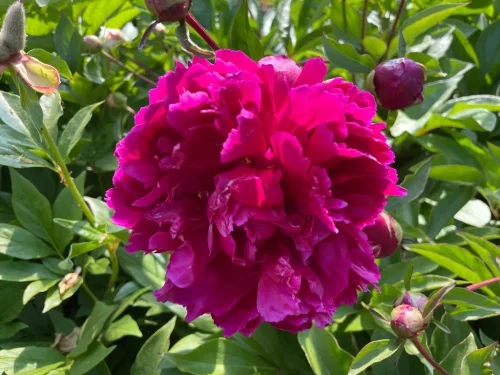 Bíborlila virágú bazsarózsa - Paeonia lactiflora "Purple"