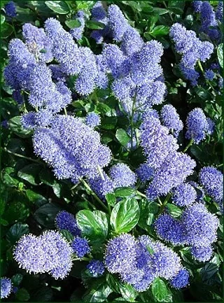 Terülő kék virágú táskavirág - Ceanothus thyrsiflorus var. repens - K2