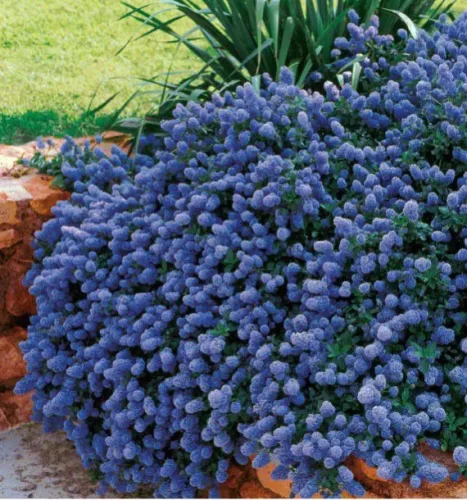Terülő kék virágú táskavirág - Ceanothus thyrsiflorus var. repens - K2
