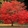 Vörös juhar - Acer rubrum "Sun Valley"