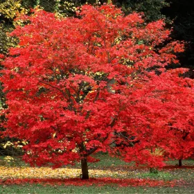 Vörös juhar - Acer rubrum "Sun Valley"