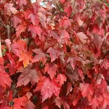 Vörös juhar - Acer rubrum "Sun Valley"