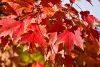 Vörös juhar - Acer rubrum "Sun Valley"