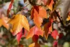 Vörös juhar - Acer rubrum "Sun Valley"