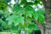 Vörös juhar - Acer rubrum "Sun Valley"