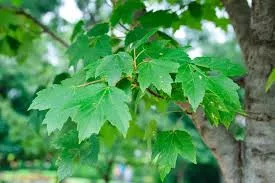 Vörös juhar - Acer rubrum "Sun Valley"