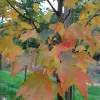 Vörös juhar - Acer rubrum "Sun Valley"