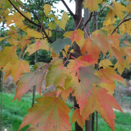 Vörös juhar - Acer rubrum "Sun Valley"