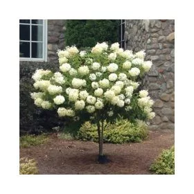   Törzses bugás hortenzia - Polar Bear - Hydrangea Paniculata - 100 cm törzs