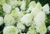Törzses bugás hortenzia - Polar Bear - Hydrangea Paniculata - 60 cm törzs