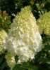 Törzses bugás hortenzia - Polar Bear - Hydrangea Paniculata - 60 cm törzs