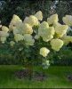 Törzses bugás hortenzia - Hydrangea Paniculata Living Pink & Rose - 80 cm törzs