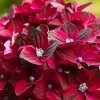 Kerti hortenzia - Hydrangea macrophylla 'Black Knight' K2