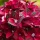 Kerti hortenzia - Hydrangea macrophylla 'Black Knight' K2