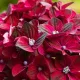Kerti hortenzia - Hydrangea macrophylla 'Black Knight' K2