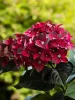 Kerti hortenzia - Hydrangea macrophylla 'Black Knight' K2