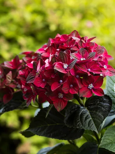 Kerti hortenzia - Hydrangea macrophylla 'Black Knight' K2