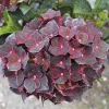 Kerti hortenzia - Hydrangea macrophylla 'Black Knight' K2