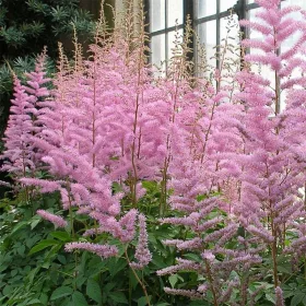 Tollbuga - Astilbe "Hennie Graafland"