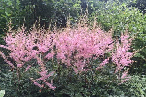 Tollbuga - Astilbe "Hennie Graafland"