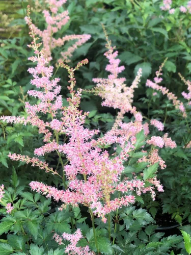 Tollbuga - Astilbe "Hennie Graafland"