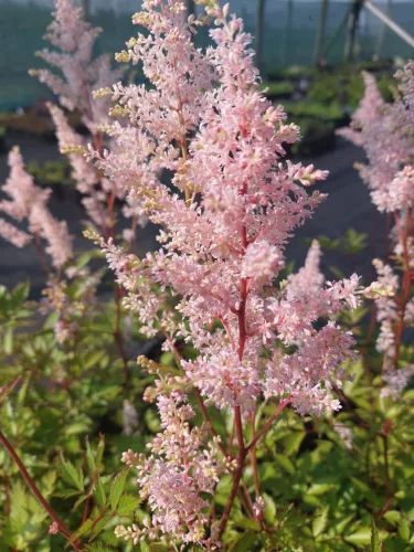 Tollbuga - Astilbe "Hennie Graafland"