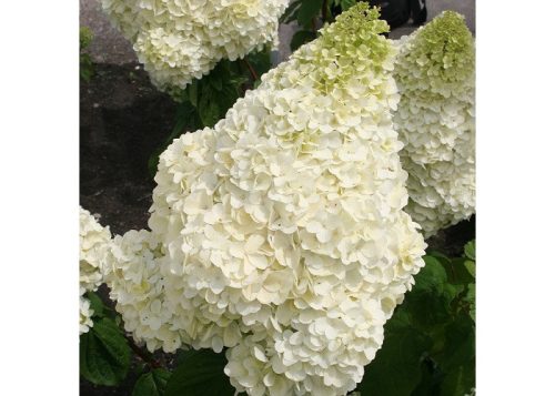 Bugás hortenzia - Hydrangea Paniculata "Silver Dollar" 2L