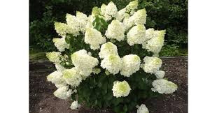 Bugás hortenzia - Hydrangea Paniculata "Silver Dollar" 2L