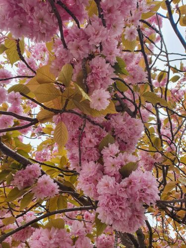 Japán díszcseresznye - Prunus serrulata ‘Kanzan"