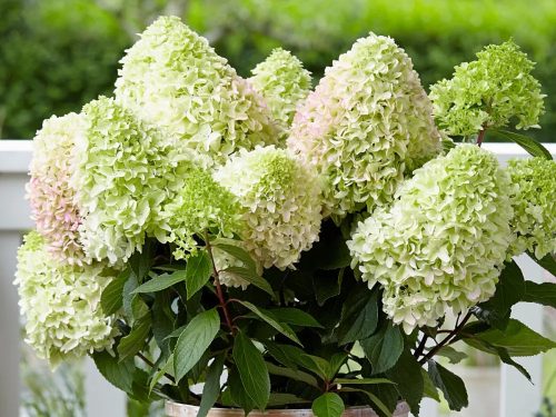 Bugás hortenzia - Hydrangea Paniculata - Little Fresco - Cs9