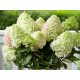 Bugás hortenzia - Hydrangea Paniculata - Little Fresco - Cs9