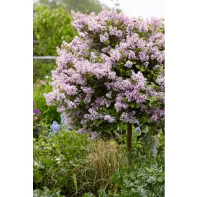 Orgona - Syringa vulgaris "Michel Buchner"