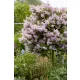 Orgona - Syringa vulgaris "Michel Buchner"