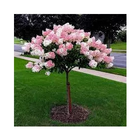   Törzses bugás hortenzia - Hydrangea paniculata "Vanille Fraise" K5 Törzs 80 cm