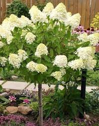 Törzses bugás hortenzia - Hydrangea paniculata "Vanille Fraise" K5 Törzs 80 cm