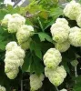 Tölgylevelű hortenzia - Hydrangea quercifolia "Harmony" Cs12