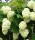 Tölgylevelű hortenzia - Hydrangea quercifolia "Harmony" Cs12