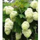Tölgylevelű hortenzia - Hydrangea quercifolia "Harmony" Cs12