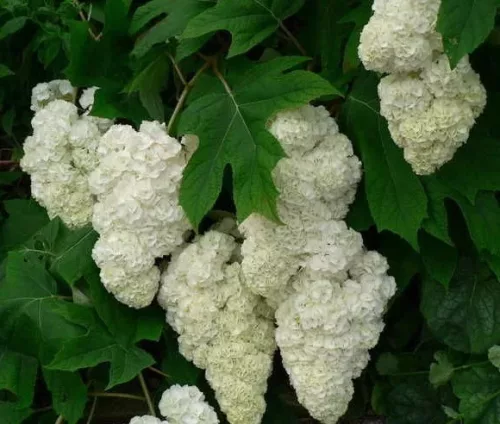 Tölgylevelű hortenzia - Hydrangea quercifolia "Harmony" Cs12