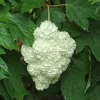 Tölgylevelű hortenzia - Hydrangea quercifolia "Harmony" Cs12