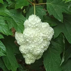 Tölgylevelű hortenzia - Hydrangea quercifolia "Harmony" Cs12