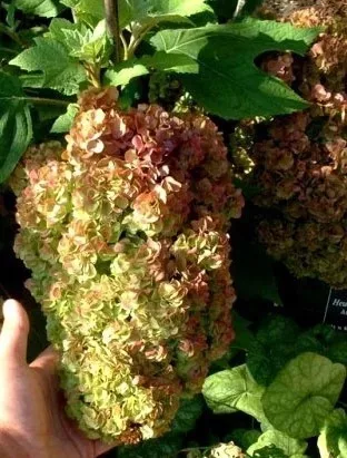 Tölgylevelű hortenzia - Hydrangea quercifolia "Harmony" Cs12