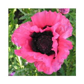   Keleti Pipacs - Papaver orientale "Raspberry Queen"