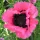 Keleti Pipacs - Papaver orientale "Raspberry Queen"