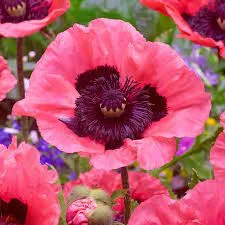 Keleti Pipacs - Papaver orientale "Raspberry Queen"