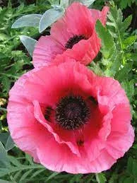 Keleti Pipacs - Papaver orientale "Raspberry Queen"