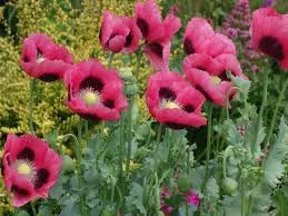 Keleti Pipacs - Papaver orientale "Raspberry Queen"